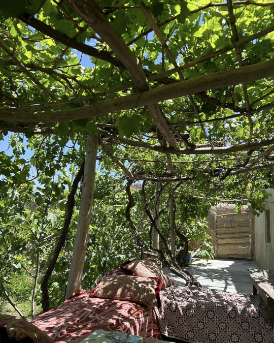 Espace ombragé sous une pergola en vigne avec coussins et banquette extérieure.